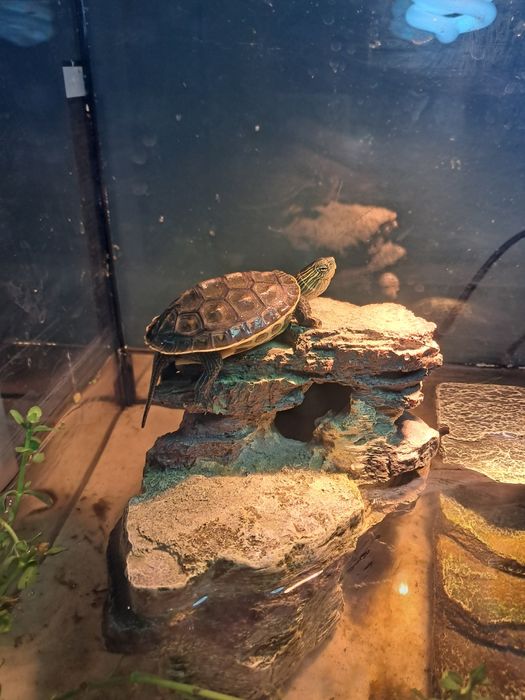 Żółw chiński wodno lad