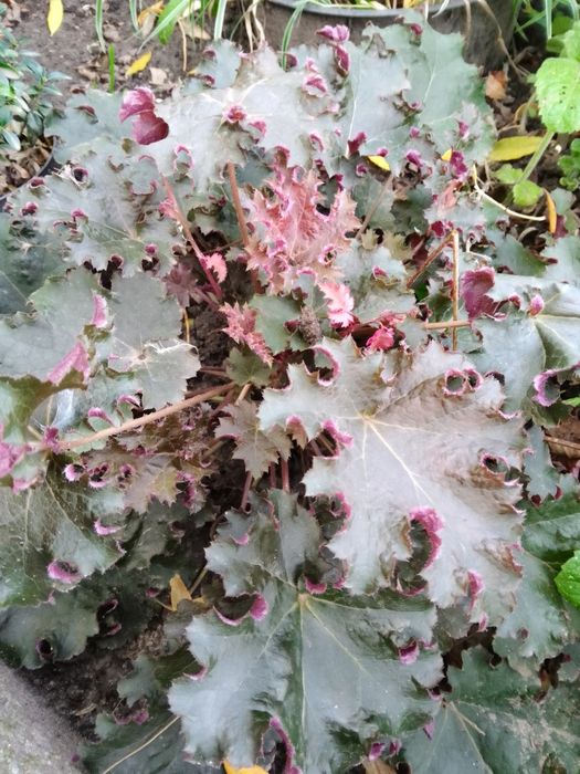 Гейхера садова пишна