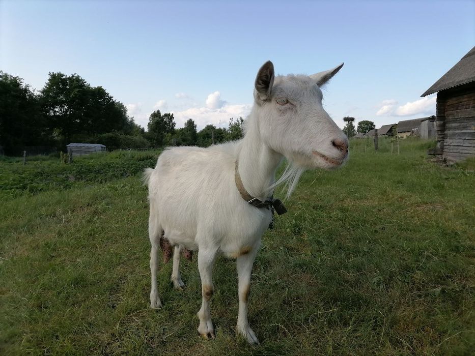 Продам козу без рога
