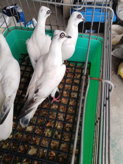 Sprzedam wiedeńskie