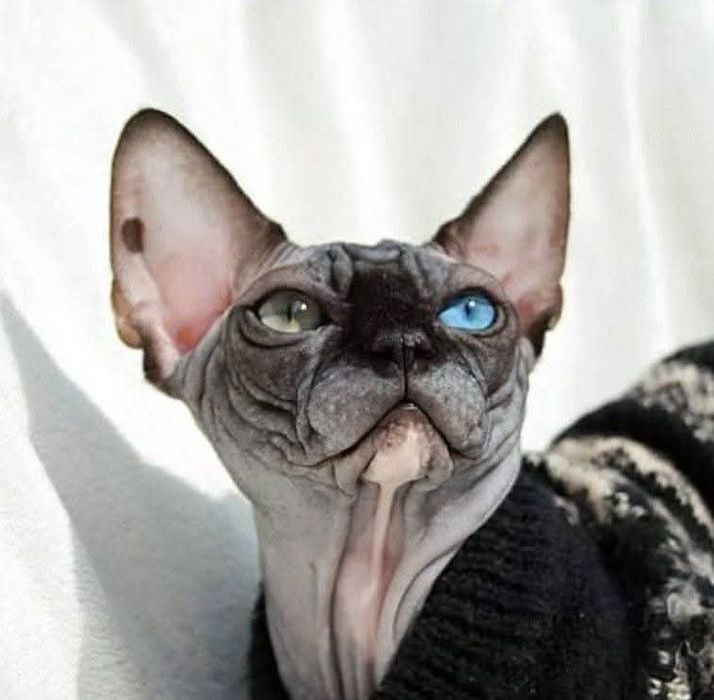 Krycie Kocurem  Sfinks N0963