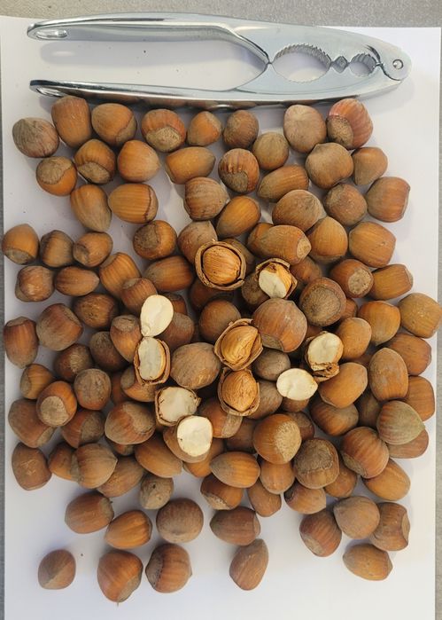 Orzechy laskowe 10kg SUPER JAKOŚĆ