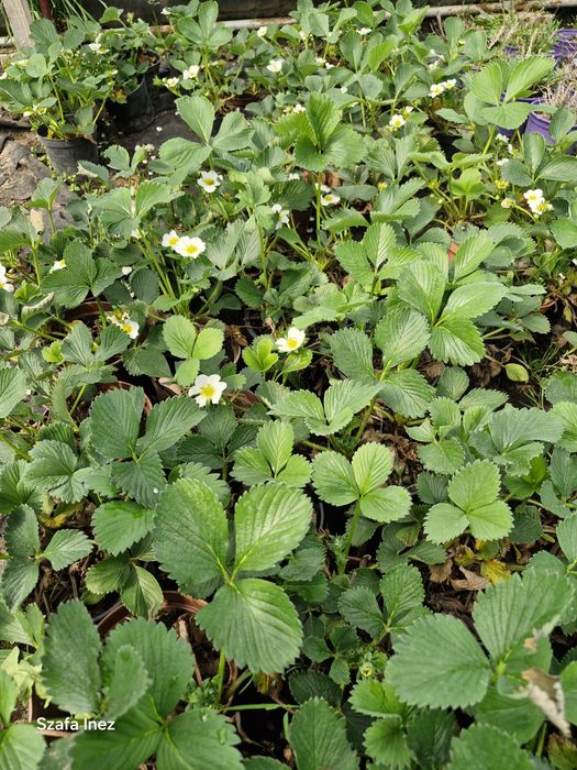 Ogórek truskawka papryka koktajl