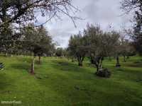 Olival com 5,2 hectares e 1400 oliveiras, vedado, zona de...
