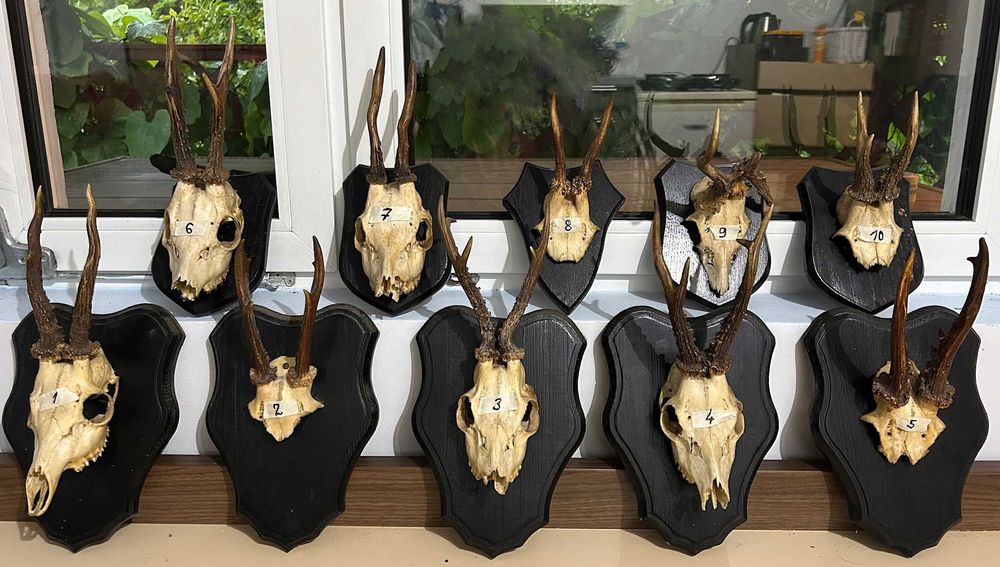 Poroże koziołki rogi kozła sarny na deskach 9szt.