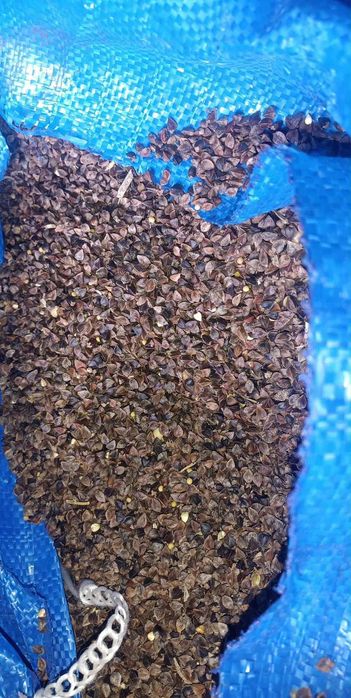 Sprzedam grykę. 2 zł za kg