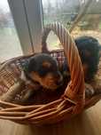Airedale Terrier - szczenięta ZKWP