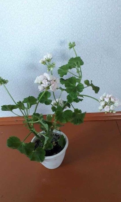 Пеларгония тюльпановидная