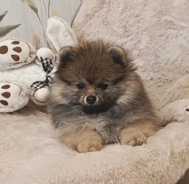 Цікавий хлопчик шпіцулі