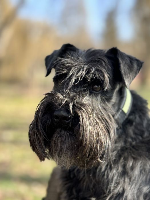 Цвергшнауцер шукає пару