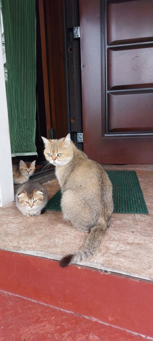 Шотландские вислоухие,  прямоухие котята