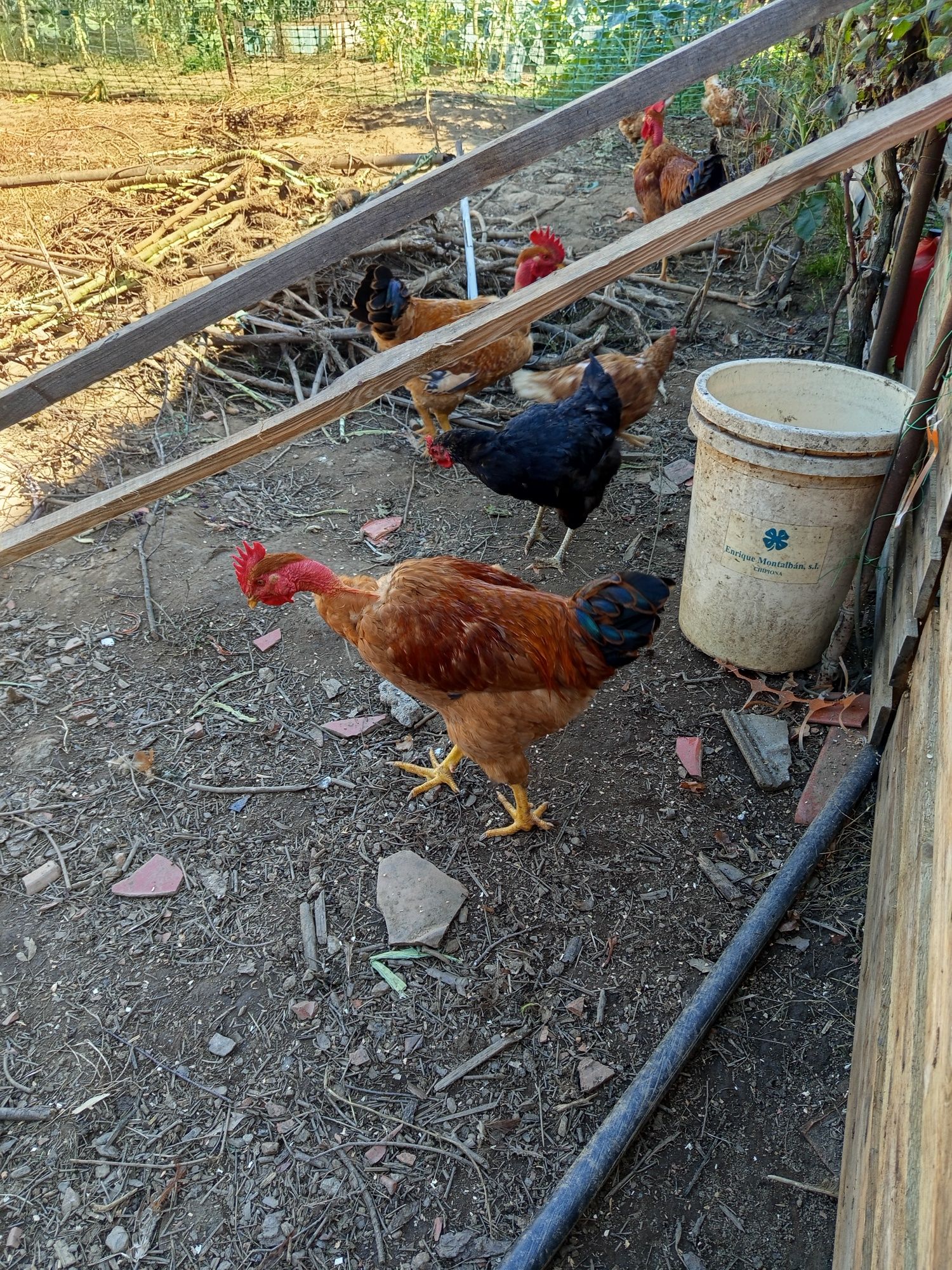 Animais de quinta