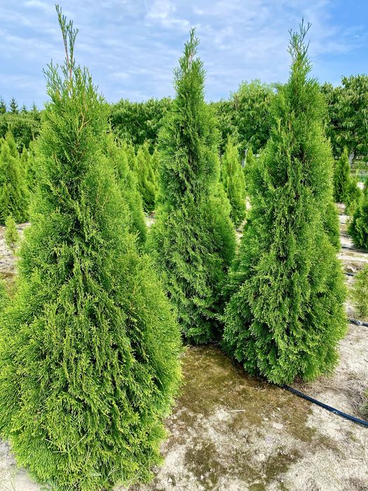 Tuja Szmaragd – gęsty, zielony żywopłot prosto od producenta