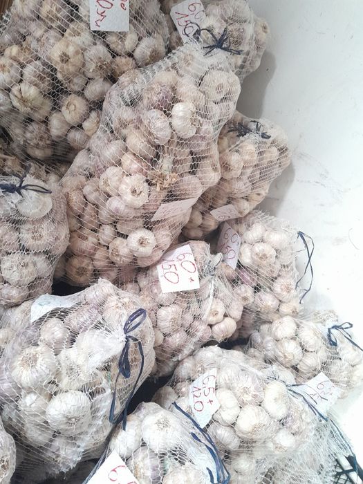 Czosnek, harnas, polski