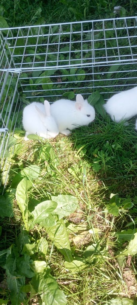 Króliczek Hermelin miniaturka