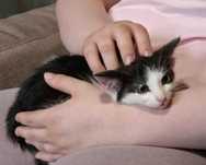 Rozmruczana,tulaśna,odważna mała biało-czarna kotka,kociczka.ADOPCJA