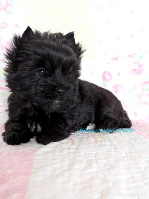 York Czarny Piesek Yorkshire Terrier