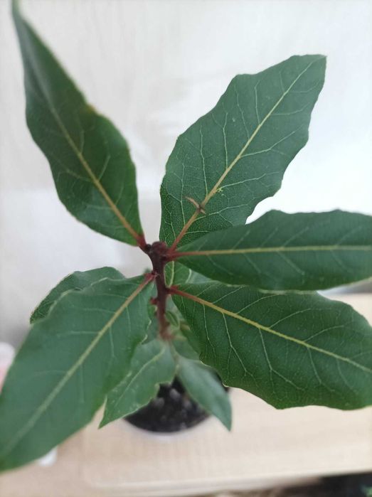 Лавр | Laurus | Рослина Лаврове Дерево