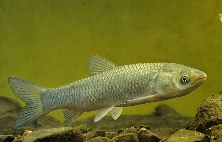 Amur 10-22kg 15szt
