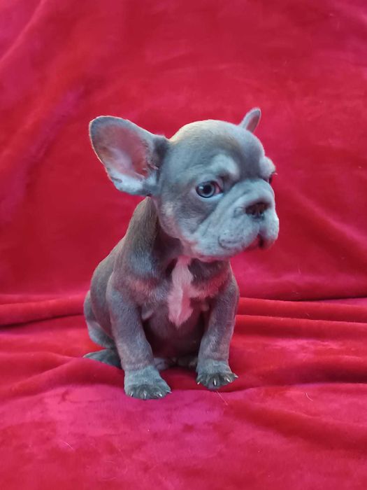 Bulldog francês Macho Big Rope