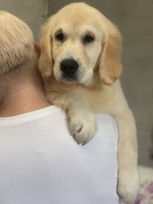 Золотистый ретривер!!!