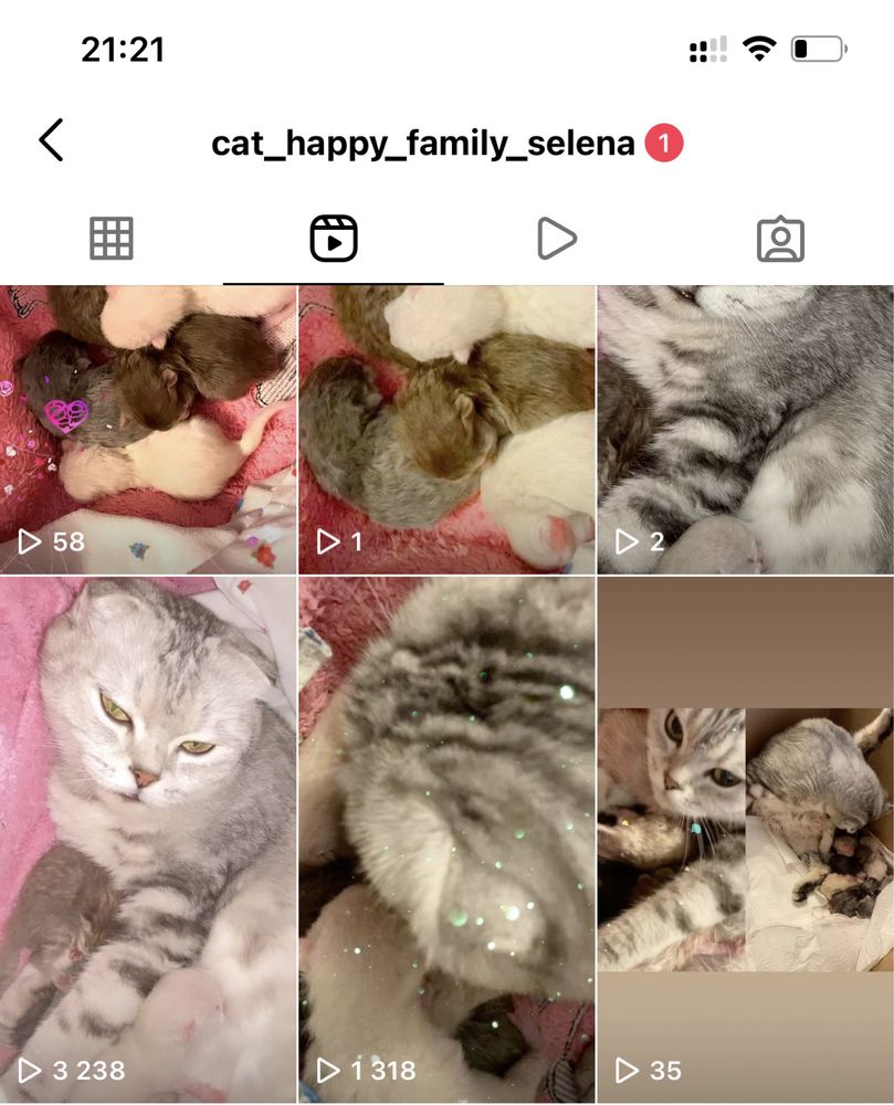 Коти SFS71, и фолд на продаж