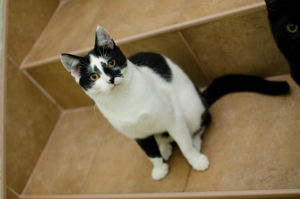 Malinowski z Fundacji MIASTO KOTÓW