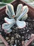 echeveria unguiculata