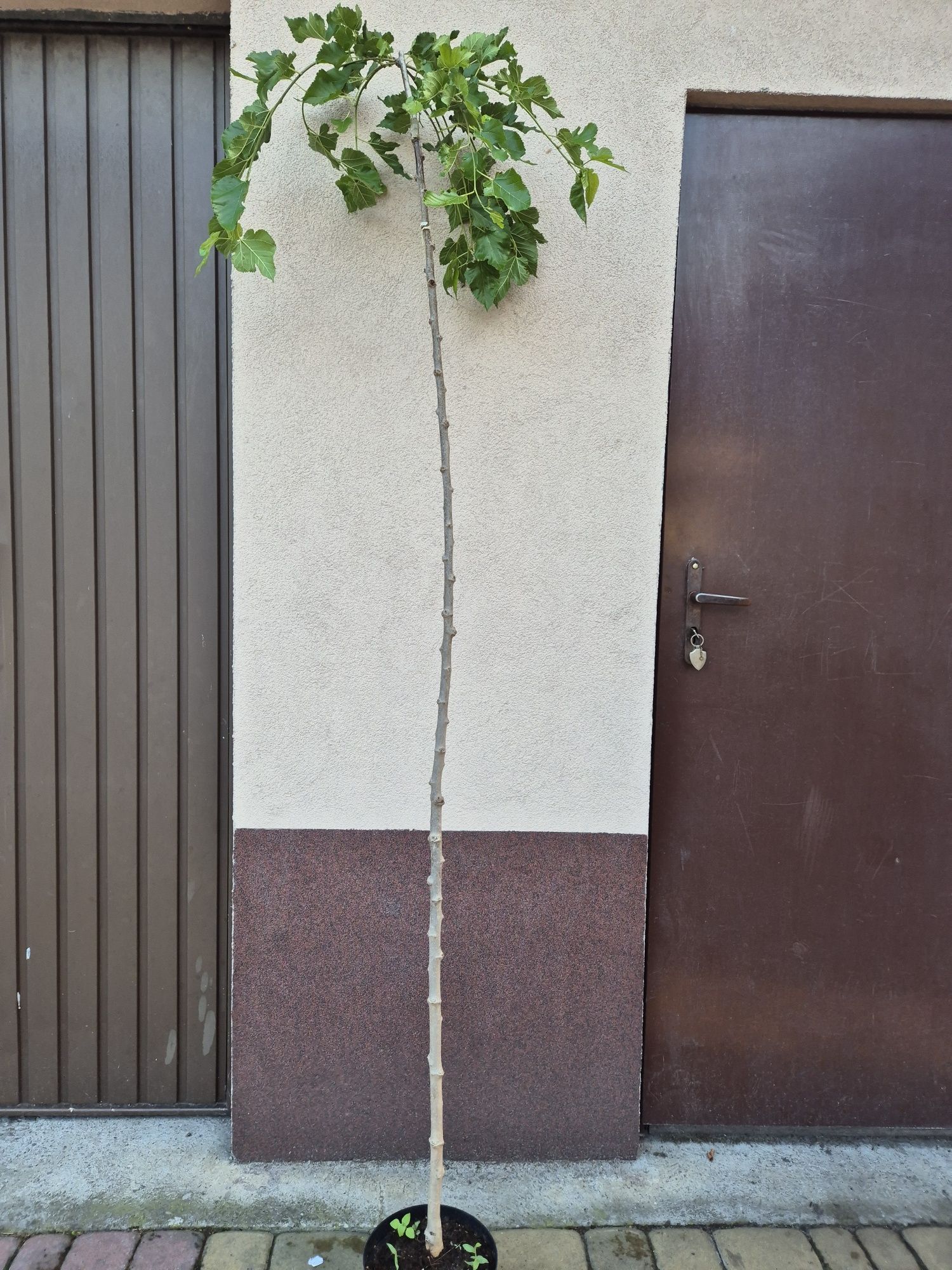 Morwa czarna pendula