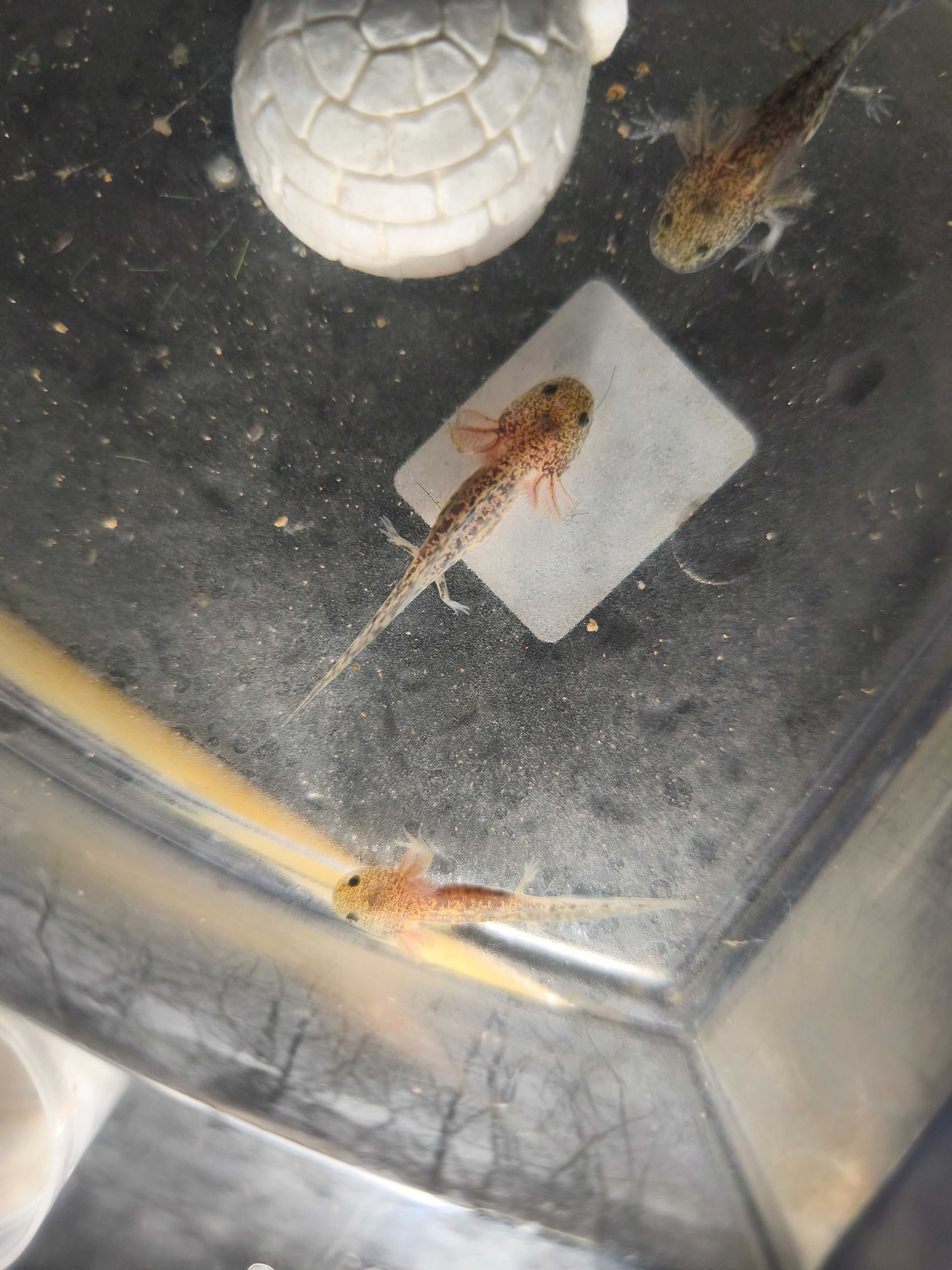 Axolote bebê água fria