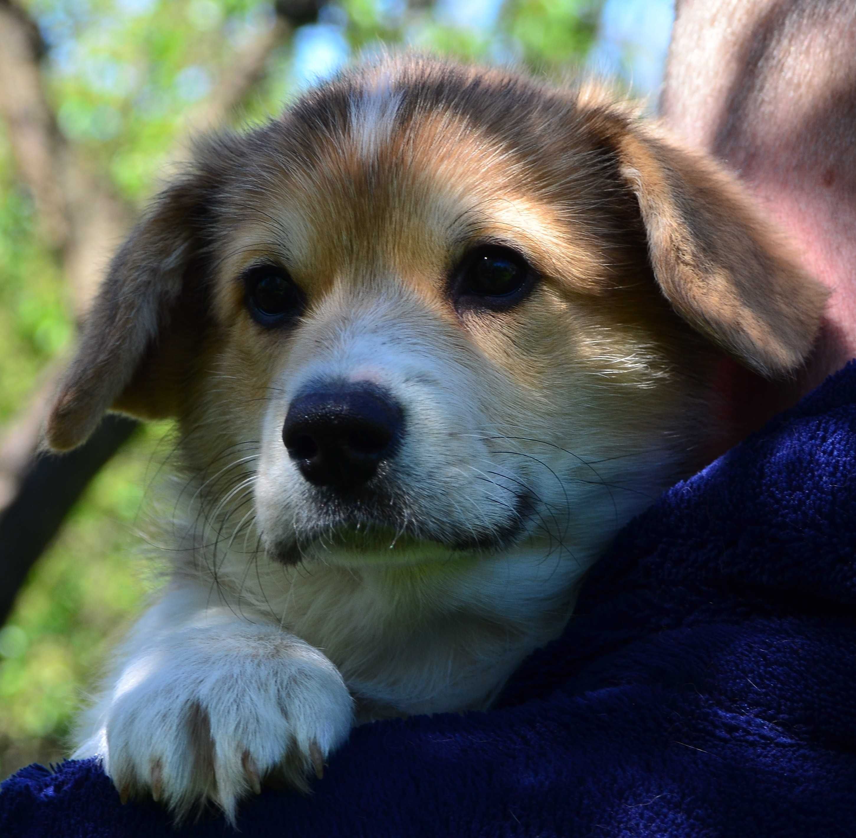 Вельш корги пемброк, мальчик