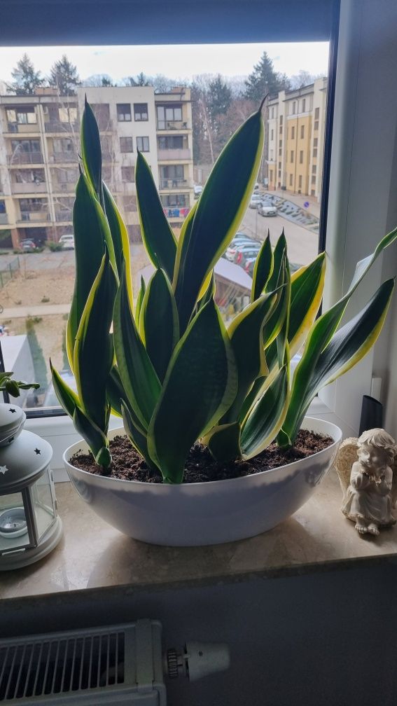 Sansevieria duża