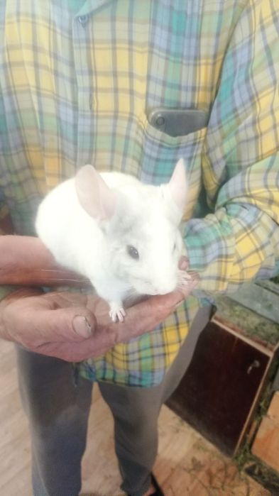 Гризунчики- пухнастики