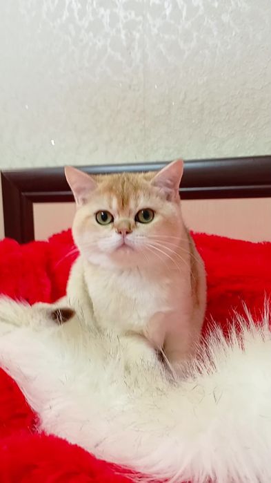 Нежная девочка золотая шиншилла. Шотландская прямоухая