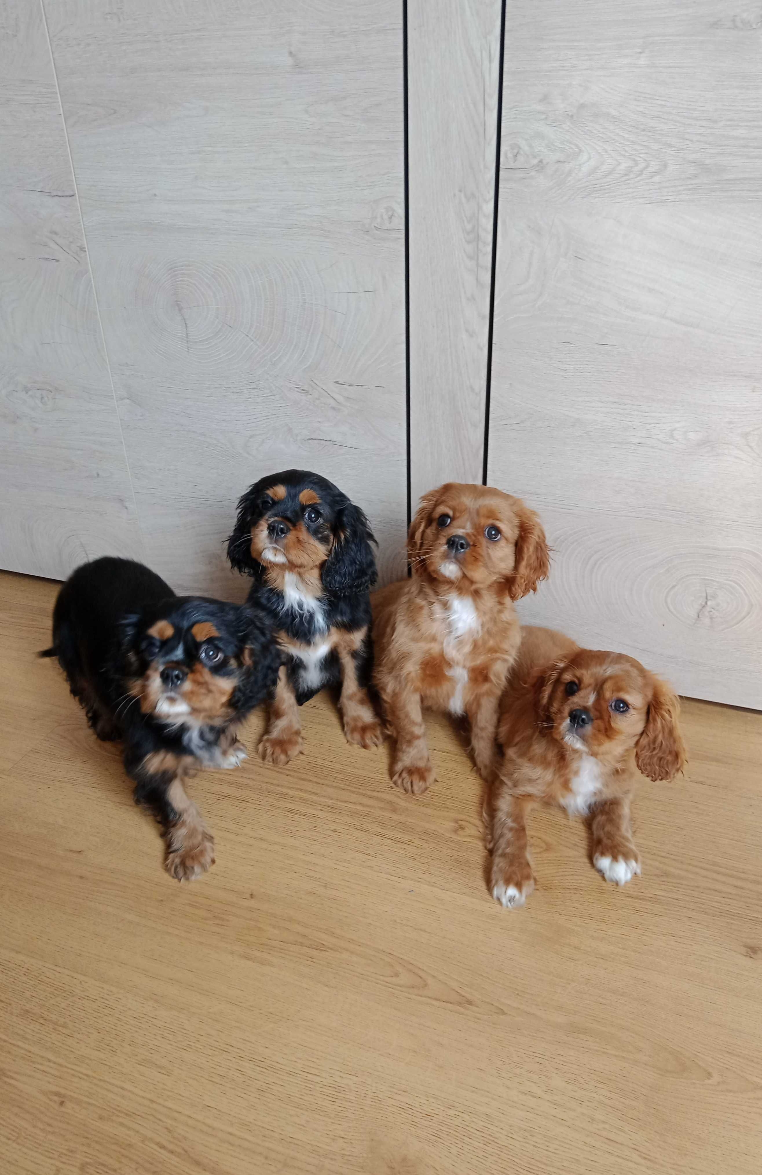 Cavalier King Charles Spaniel szczeniaki