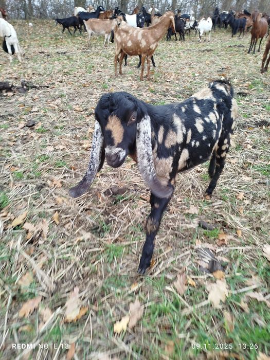 Каморі нубійські цапки