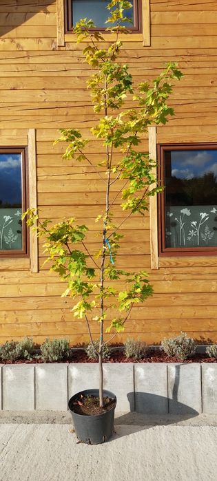 Klon żółty / Acer platanoides Gold