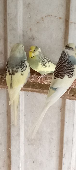 Vendo piriquitos e caturras