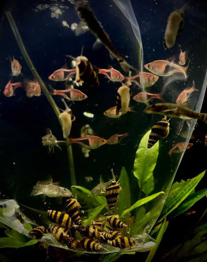 Razbora klinowa - Tina Zoo Gliwice Jasna