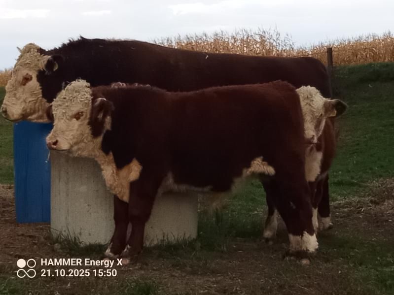 Sprzedam byka i jałówkę