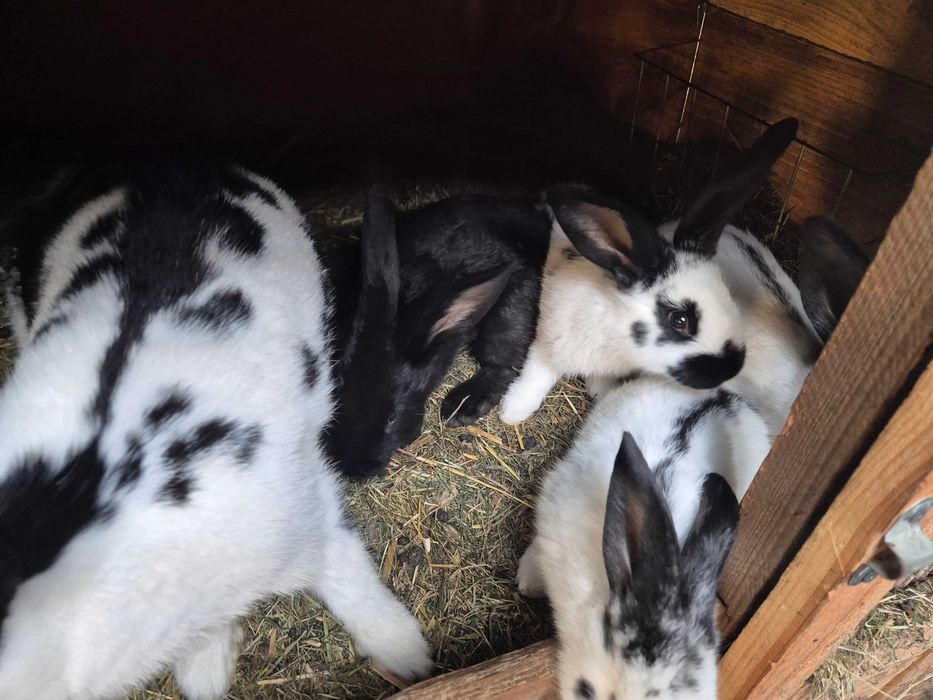 królik srokacz młody