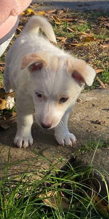 Отдам даром девочку