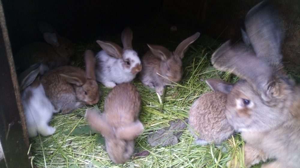 króliki, królik, młode, różne, samiec, samica