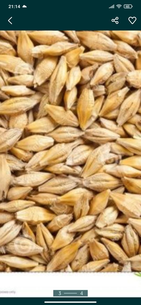 Пшениця,кукурудзу,ячмінь, висівка. 5.5 грн/кг картоплю 10-11