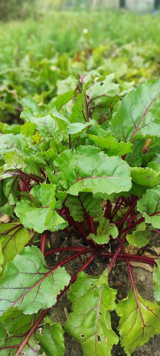 Warzywa ekologiczne, marchew, buraki, cebula, czosnek...