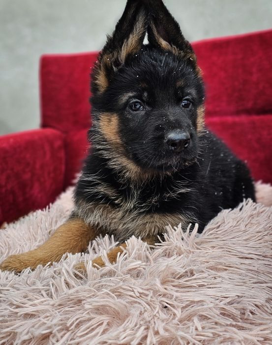 Owczarek niemiecki szczeniak