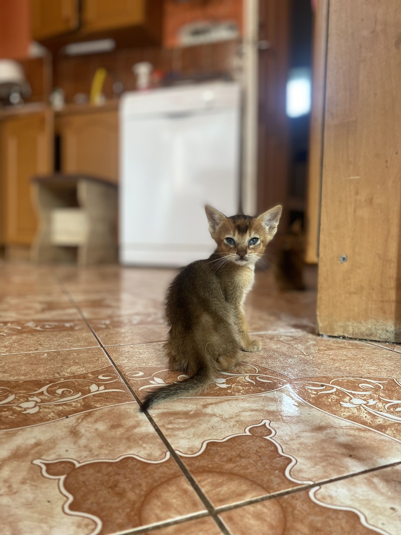 Кошенята абиссинські