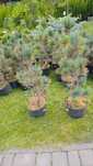 Sosna limba ,, GLAUCA"