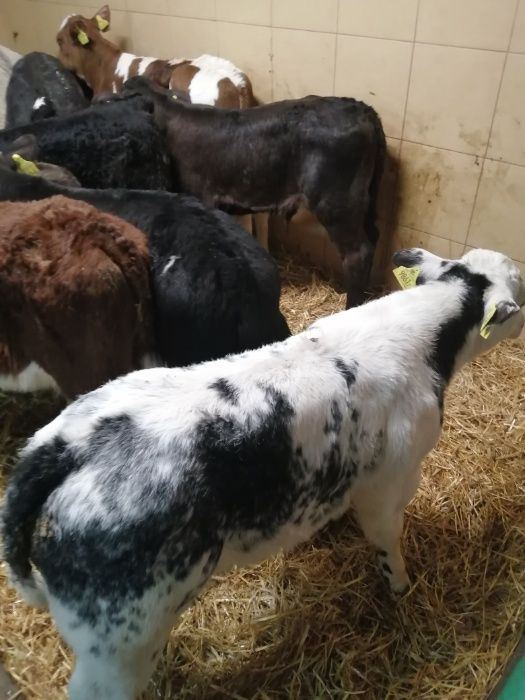 Sprzedaż cielaków polskich byczki i jałówki Władysławów