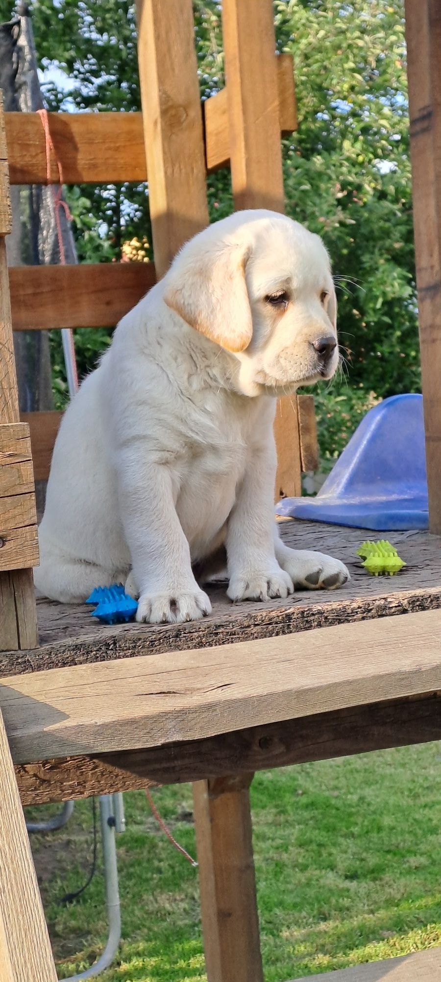Labrador retriever samiec